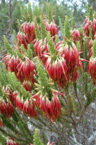 Erica coccinea subsp. coccinea